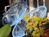 Two blue chairs in sun