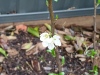 Plum tree flower